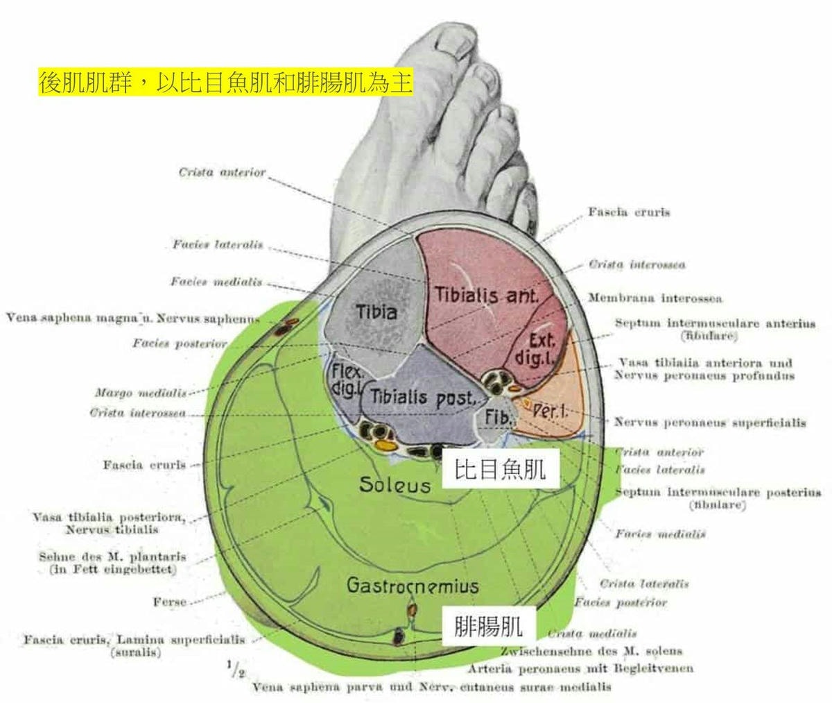 超音波瘦小腿 精準注射打造曲線美腿，腓腸肌與比目魚肌的塑型關鍵，更準確也更安全